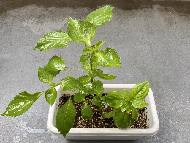 22127286_s ベランダの日当たりが悪い場合でも育つ野菜 しそ 大葉 バジル