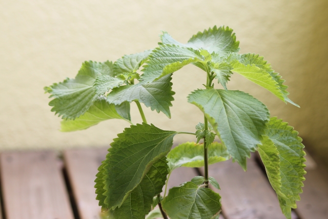 家庭菜園で育てるシソ