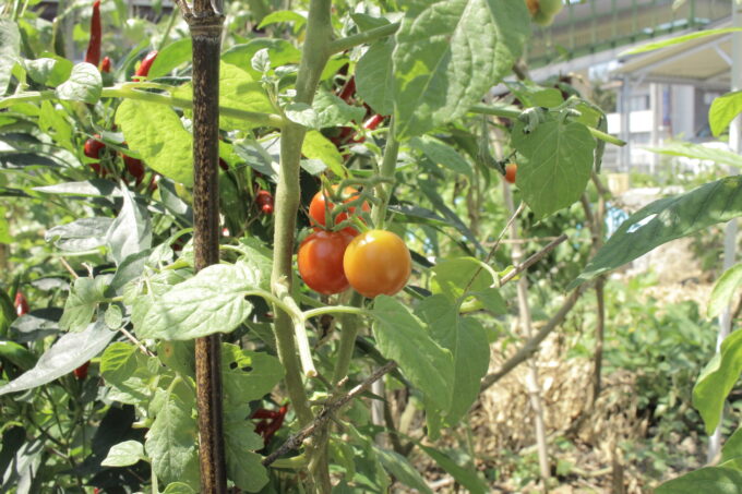 EMガーデンで育てた家庭菜園のトマト