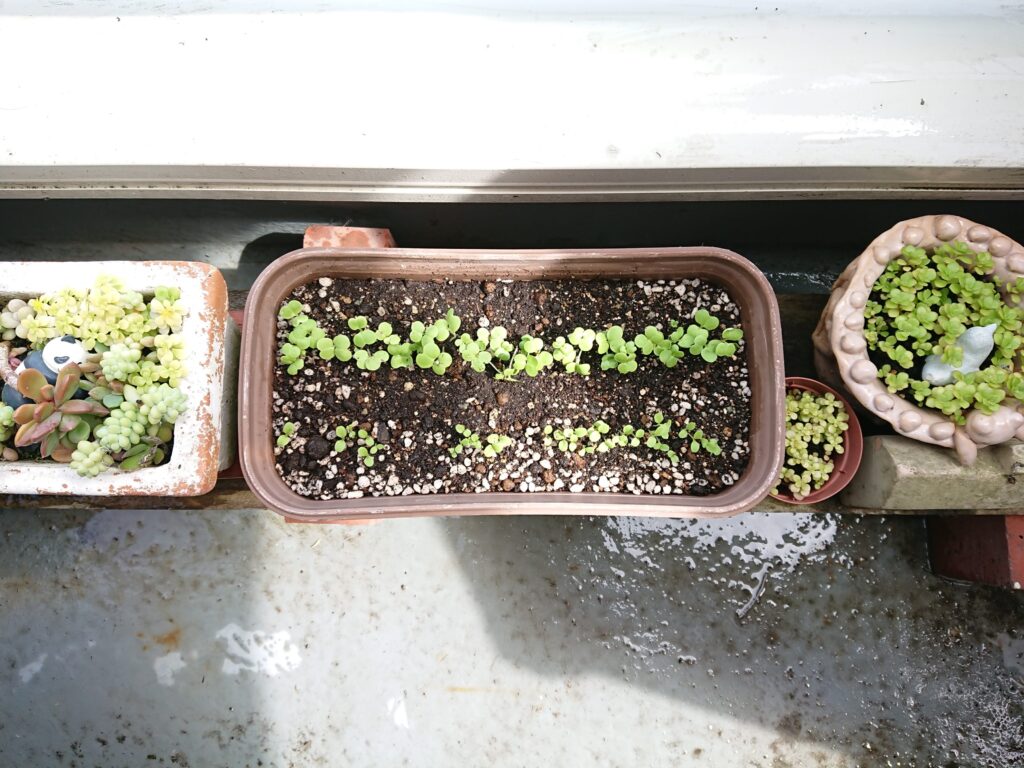 ベランダの日当たりが悪い場合でも育つ野菜 レタスミックス