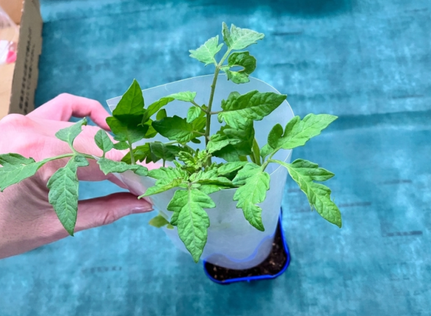 苗をペットボトルに通す様子