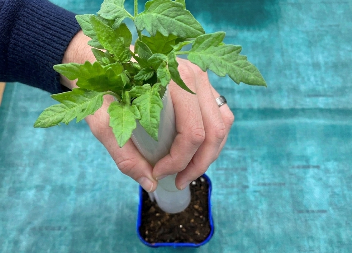 苗をペットボトルに通す様子
