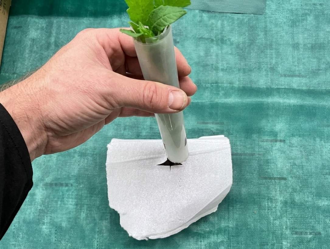 苗をペットボトルに通す様子
