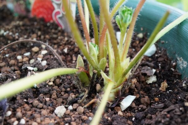 いちごのクラウン