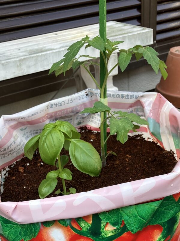 トマトとバジルの袋栽培