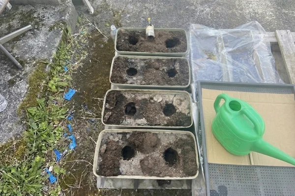 植え穴をあけ、クン炭を入れた状態