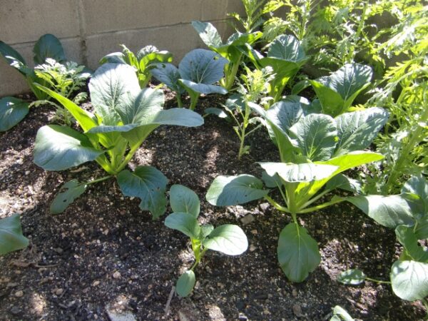 春菊と小松菜の混植