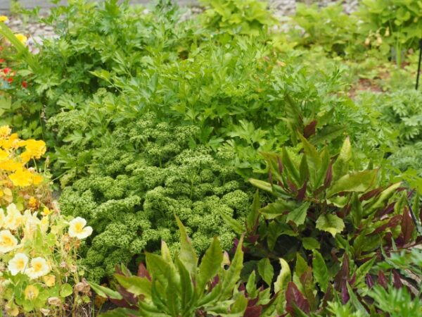 コンパニオンプランツのイメージ