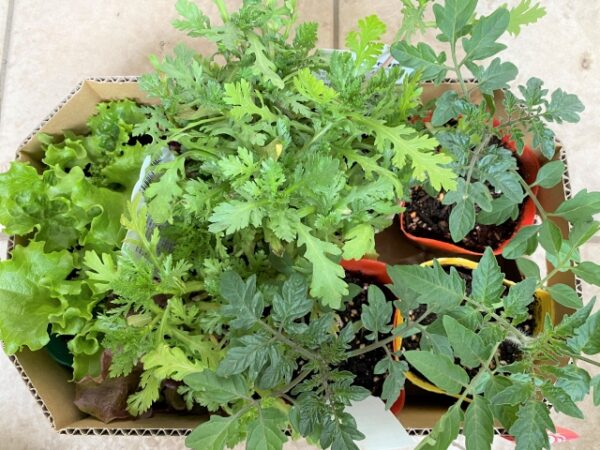 春植え野菜の苗