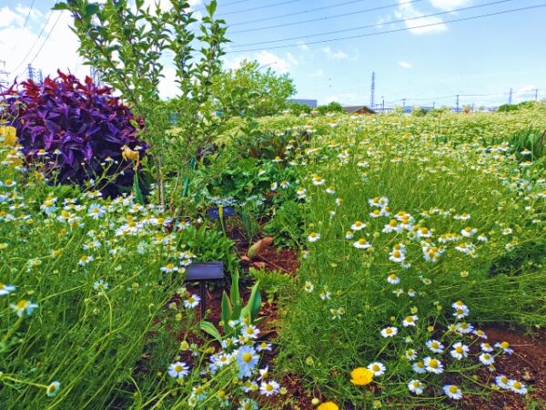 カモミールの花