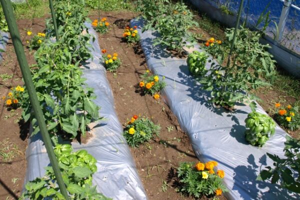 マリーゴールドの花