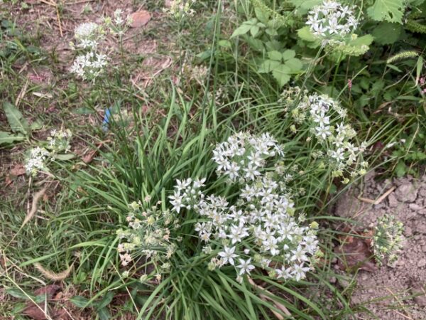 家庭菜園のニラの花