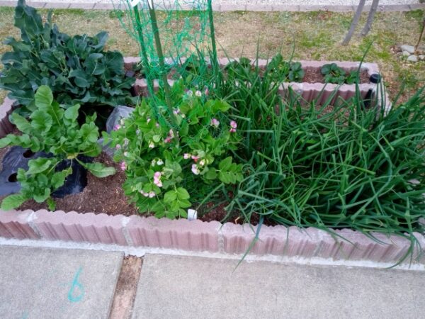 家庭菜園のネギ