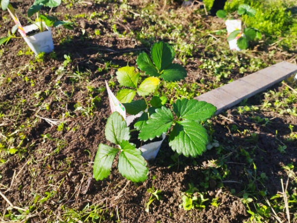 株間を測って植え付ける前のイチゴの苗
