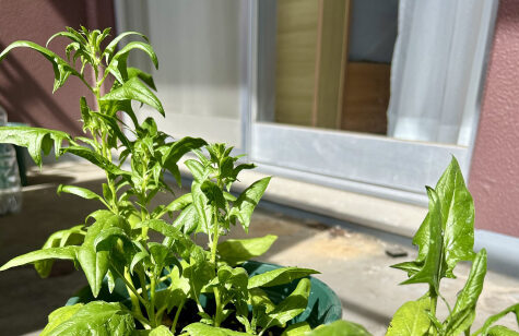 茎がひょろひょろに伸びた、徒長したほうれん草